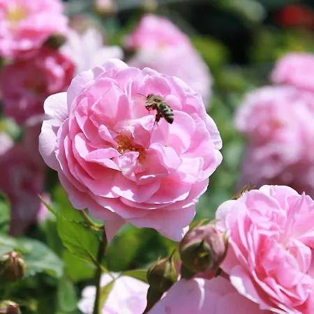 - - Gaestehaus Gabriele アパート *