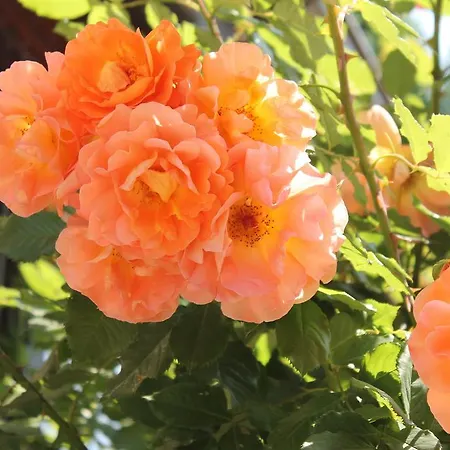 アパート - - Gaestehaus Gabriele