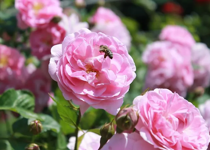 - - Gaestehaus Gabriele Apartament *