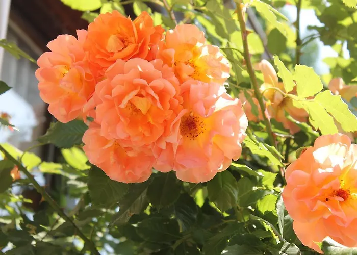 Apartament - - Gaestehaus Gabriele